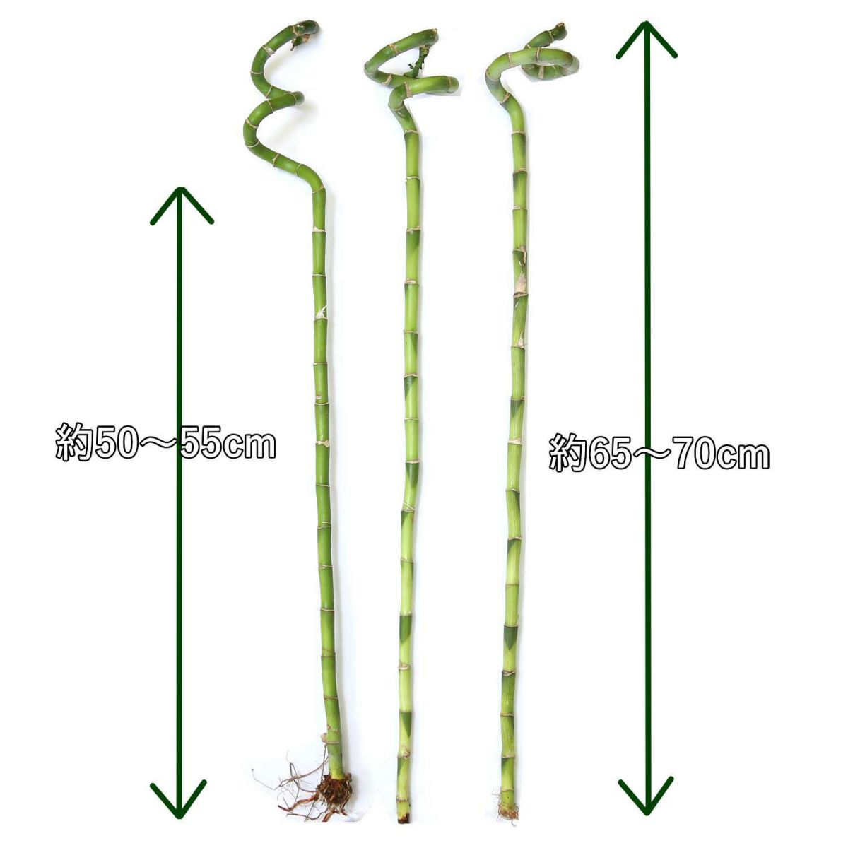 ミリオンバンブー（スパイラル 約70cm）3本セット