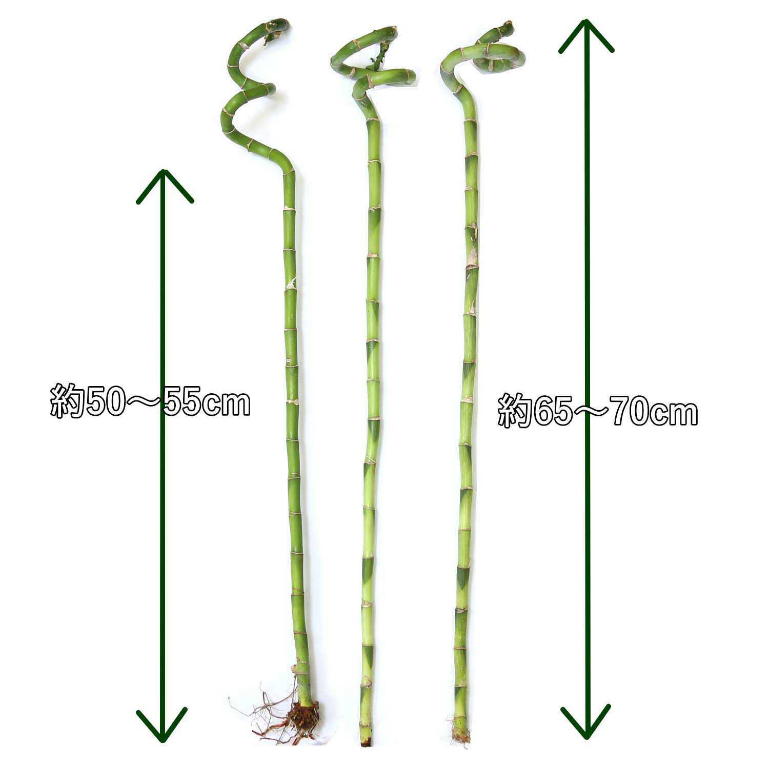ミリオンバンブー（スパイラル 約70cm）3本セット