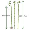 ミリオンバンブー（スパイラル 約70cm）3本セット