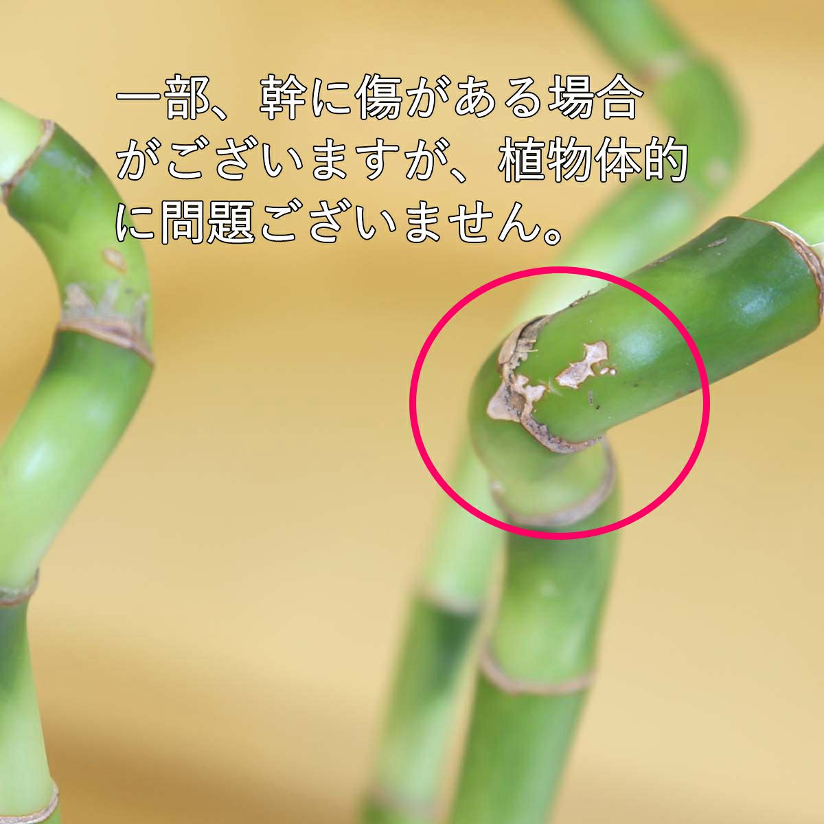 ミリオンバンブー（スパイラル 約70cm）3本セット