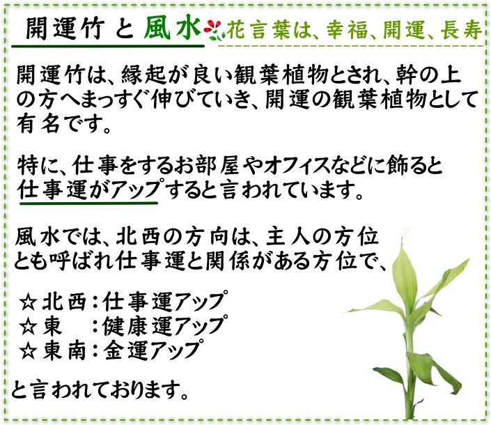 ミリオンバンブーと風水