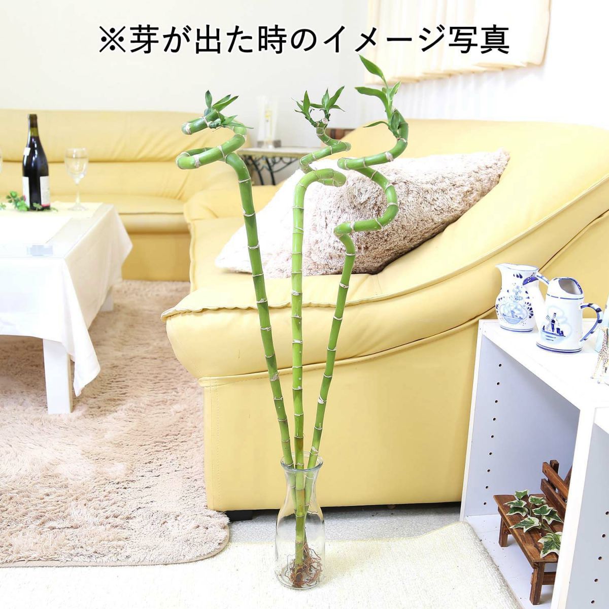 ミリオンバンブー（スパイラル 約70cm）3本セット