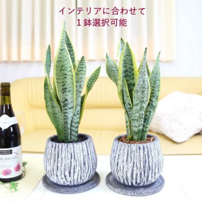 【送料無料】空気を浄化するといわれているサンスベリア 5号 セメント鉢 しずくモダン形と鉢皿付き (ブラックグレー)