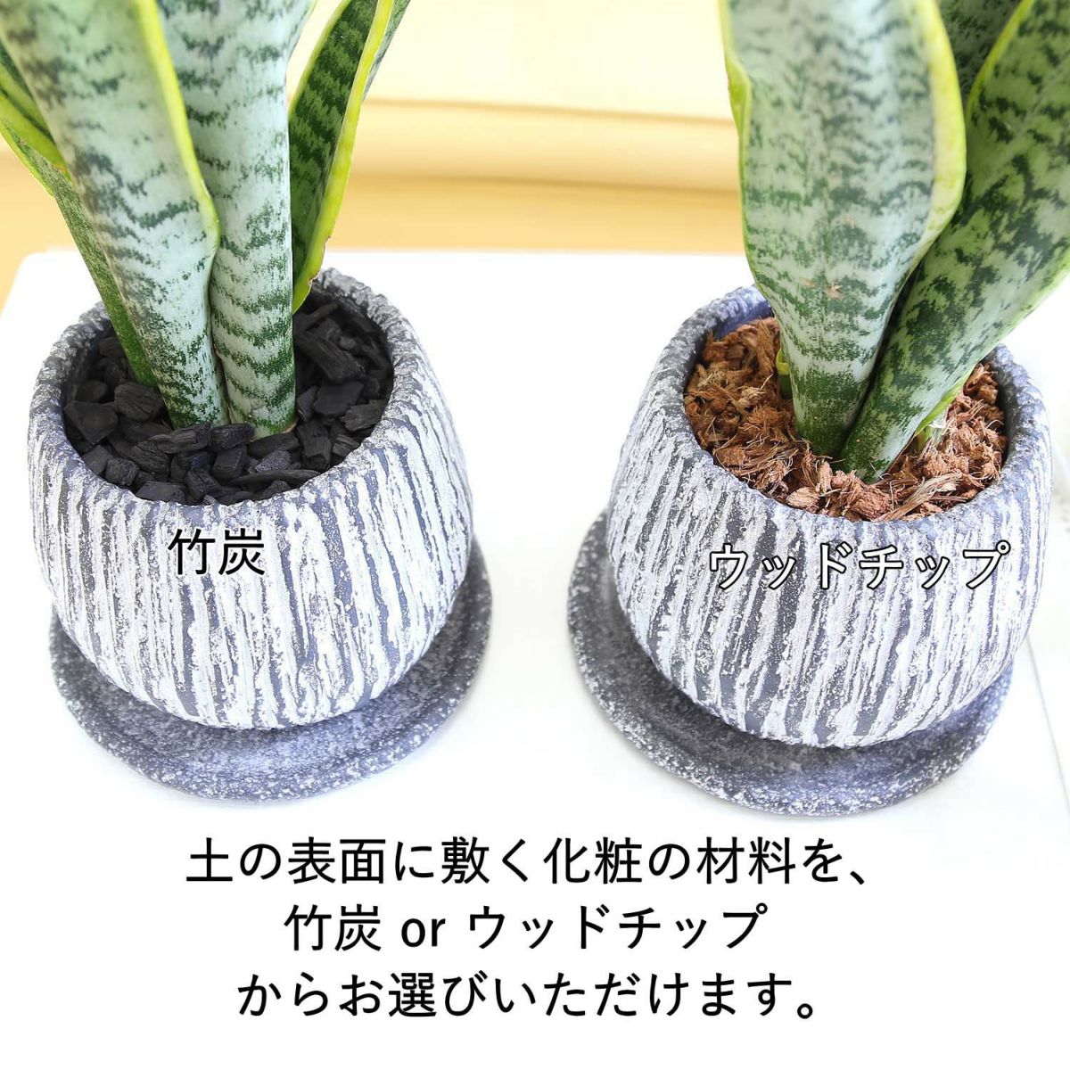 サンスベリア 5号 セメント鉢 