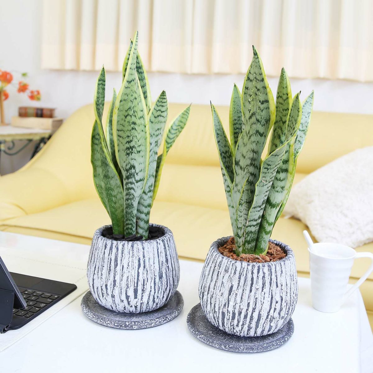 サンスベリア 5号 セメント鉢 