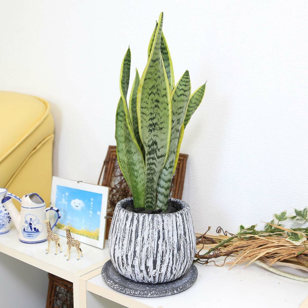 サンスベリア 5号 セメント鉢 