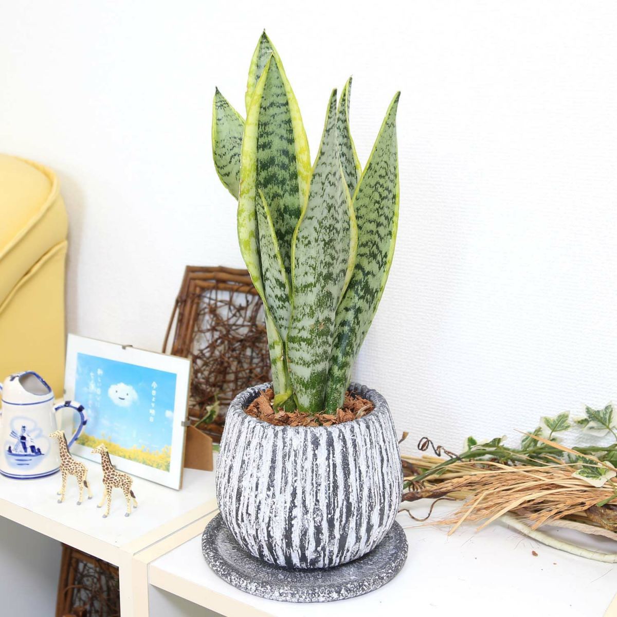 サンスベリア 5号 セメント鉢 