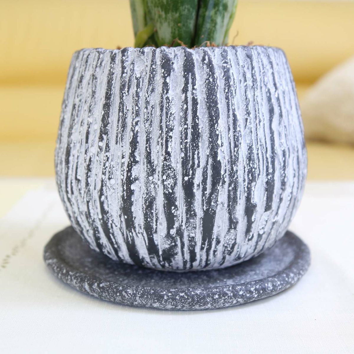 サンスベリア 5号 セメント鉢 