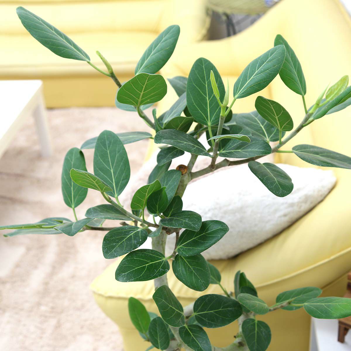 スパイラル仕立てのフィカス ベンガレンシス