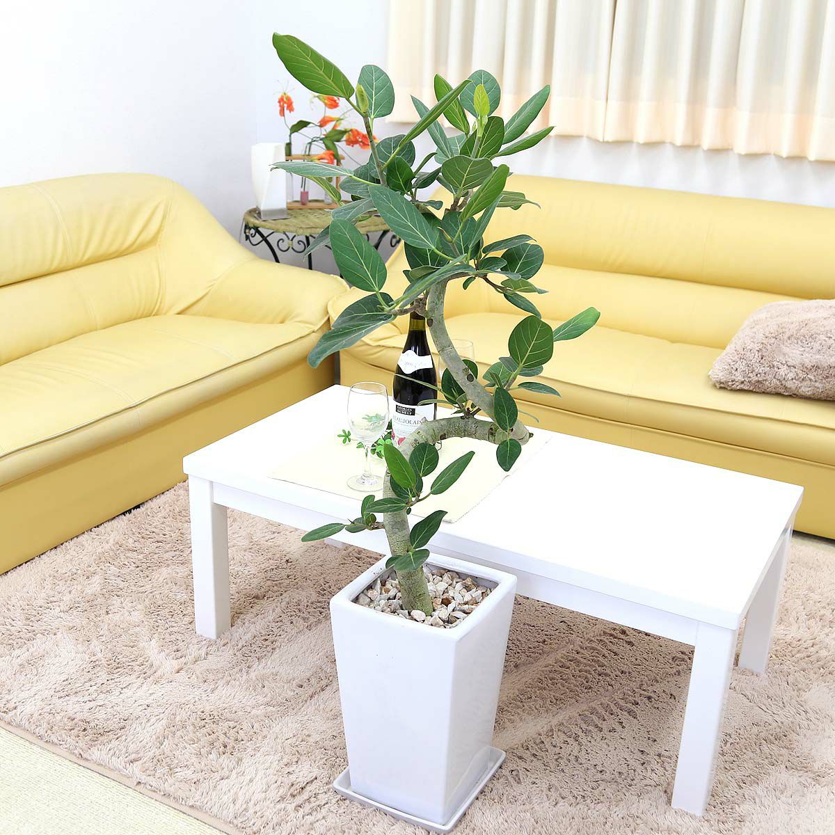 スパイラル仕立てのフィカス ベンガレンシス