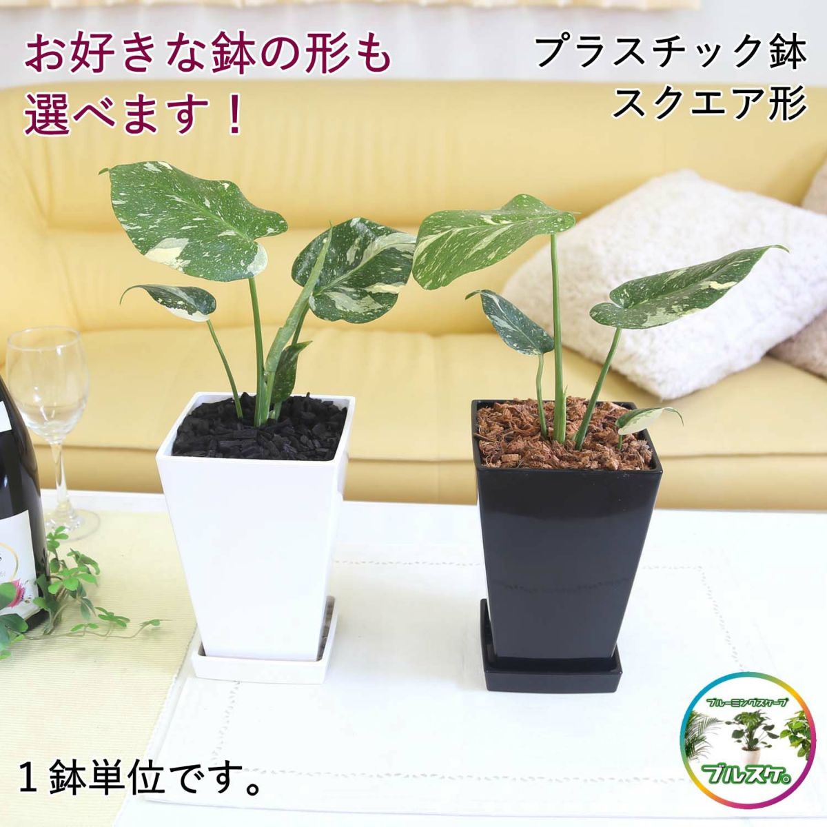 モンステラ・タイコンステレーション 5号