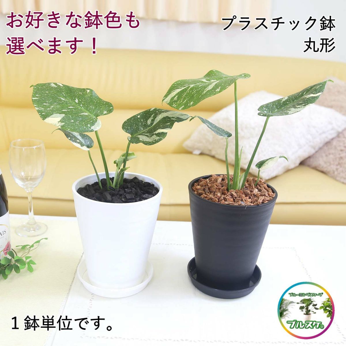 モンステラ・タイコンステレーション 5号