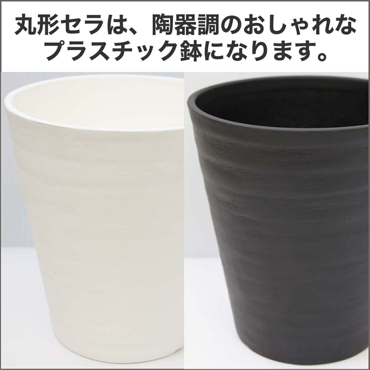 モンステラ・タイコンステレーション 5号