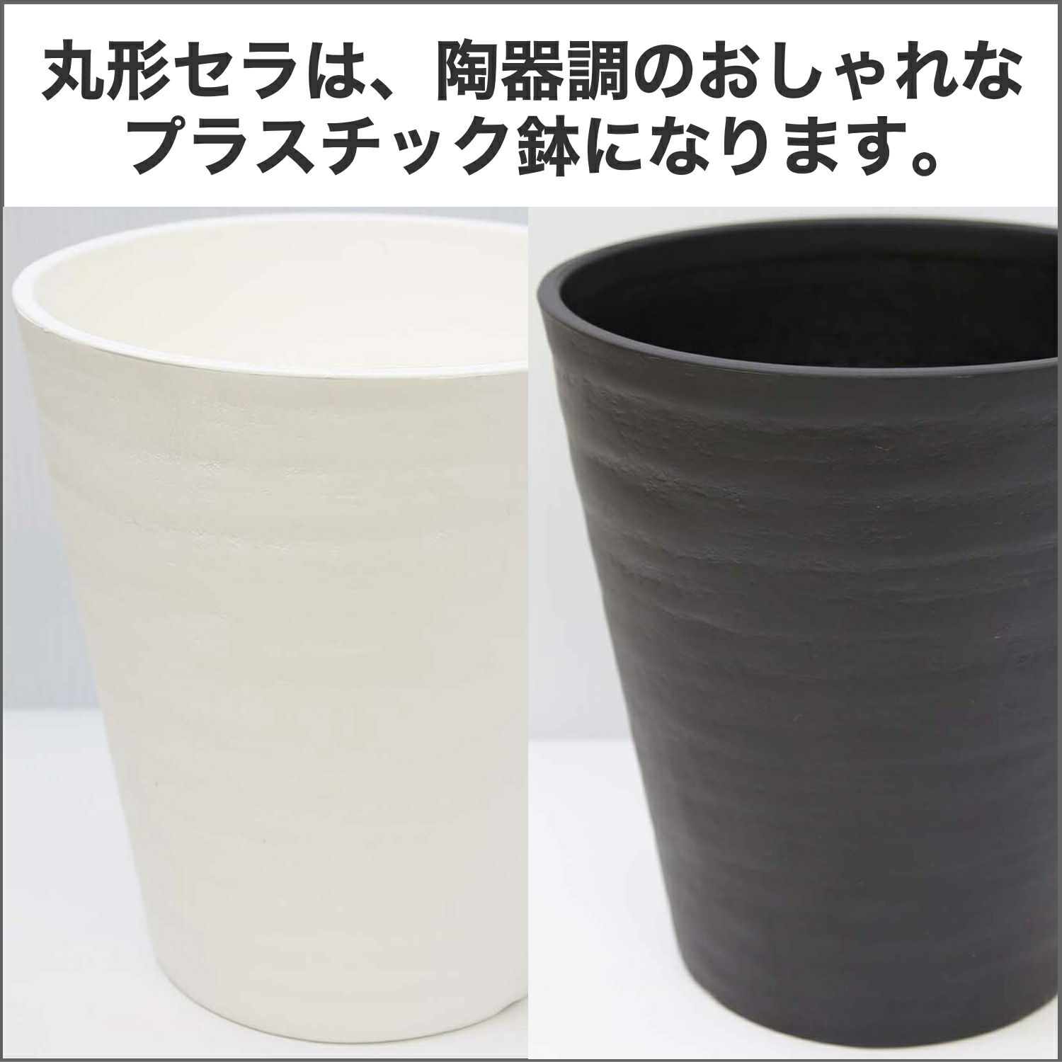 モンステラ・タイコンステレーション 5号