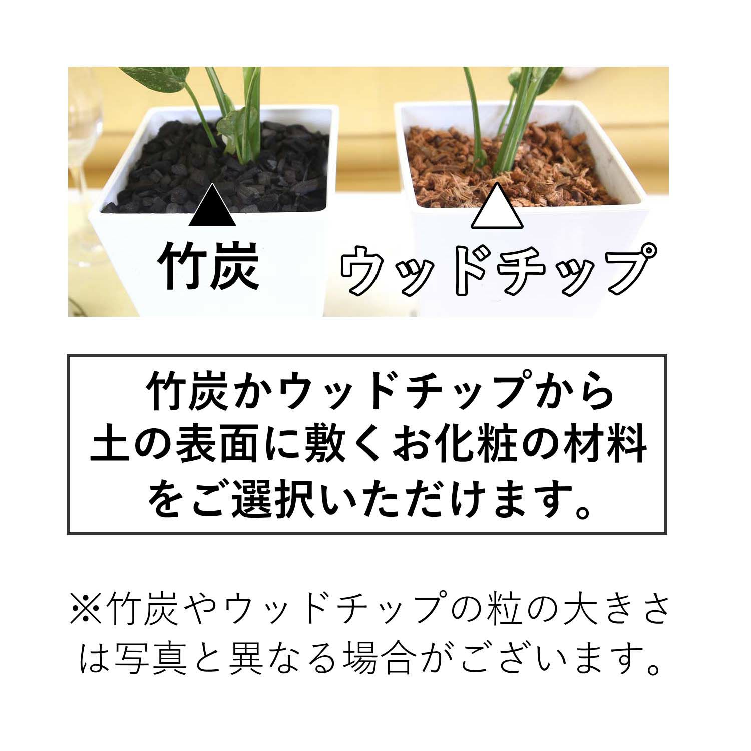 モンステラ・タイコンステレーション 5号