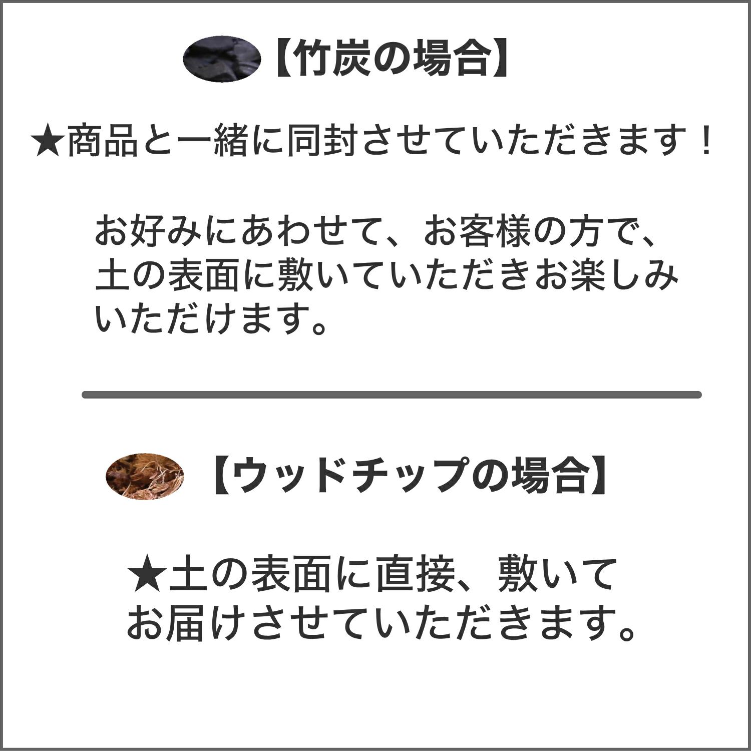 モンステラ・タイコンステレーション 5号