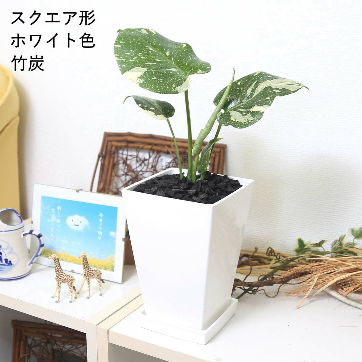 モンステラ・タイコンステレーション 5号