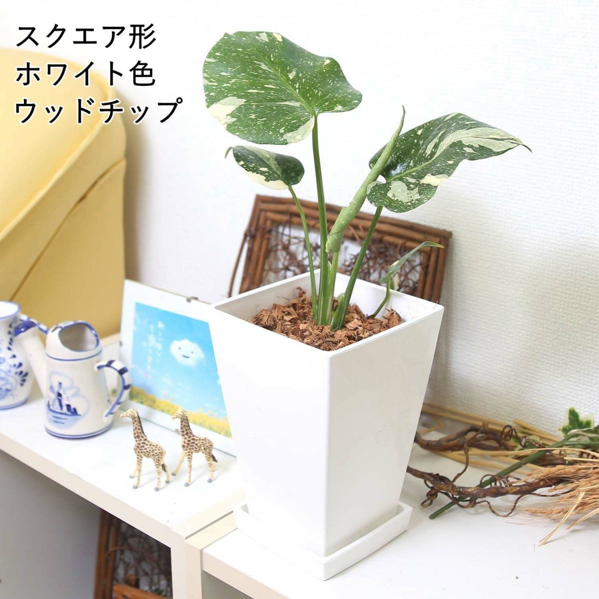 モンステラ・タイコンステレーション 5号