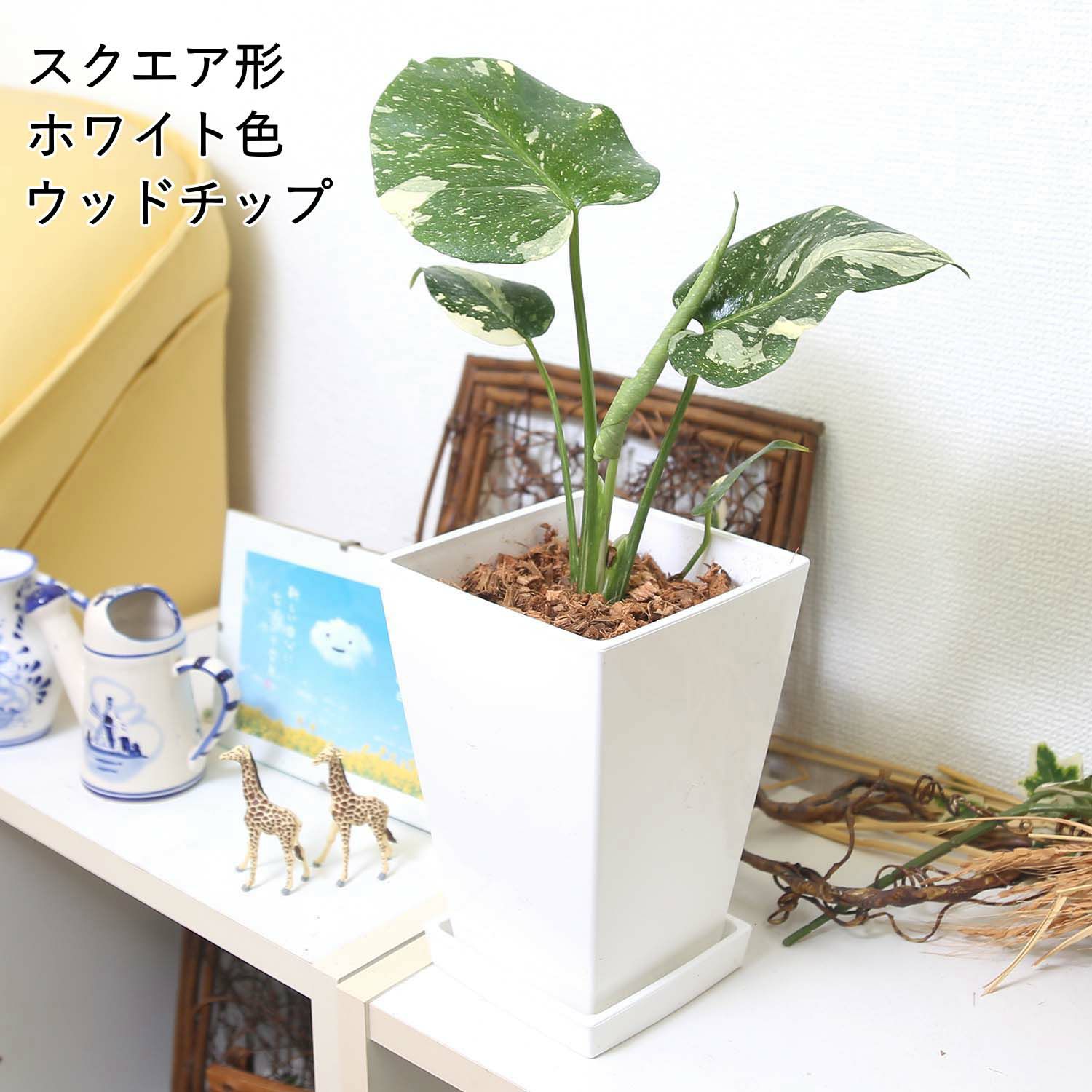 モンステラ・タイコンステレーション 5号