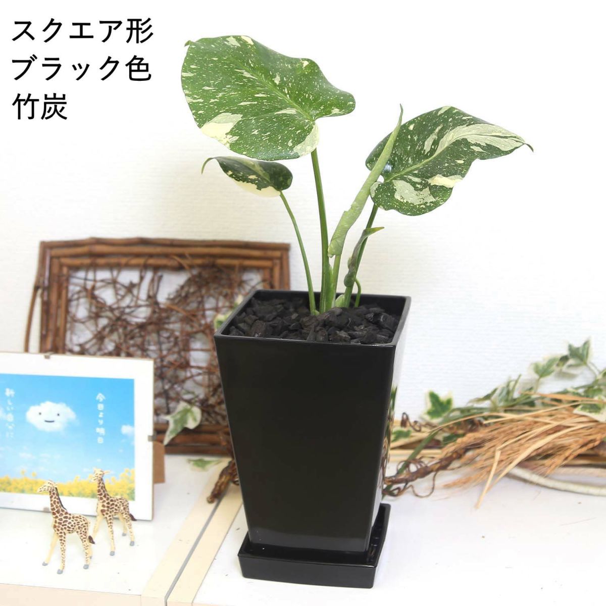 モンステラ・タイコンステレーション 5号