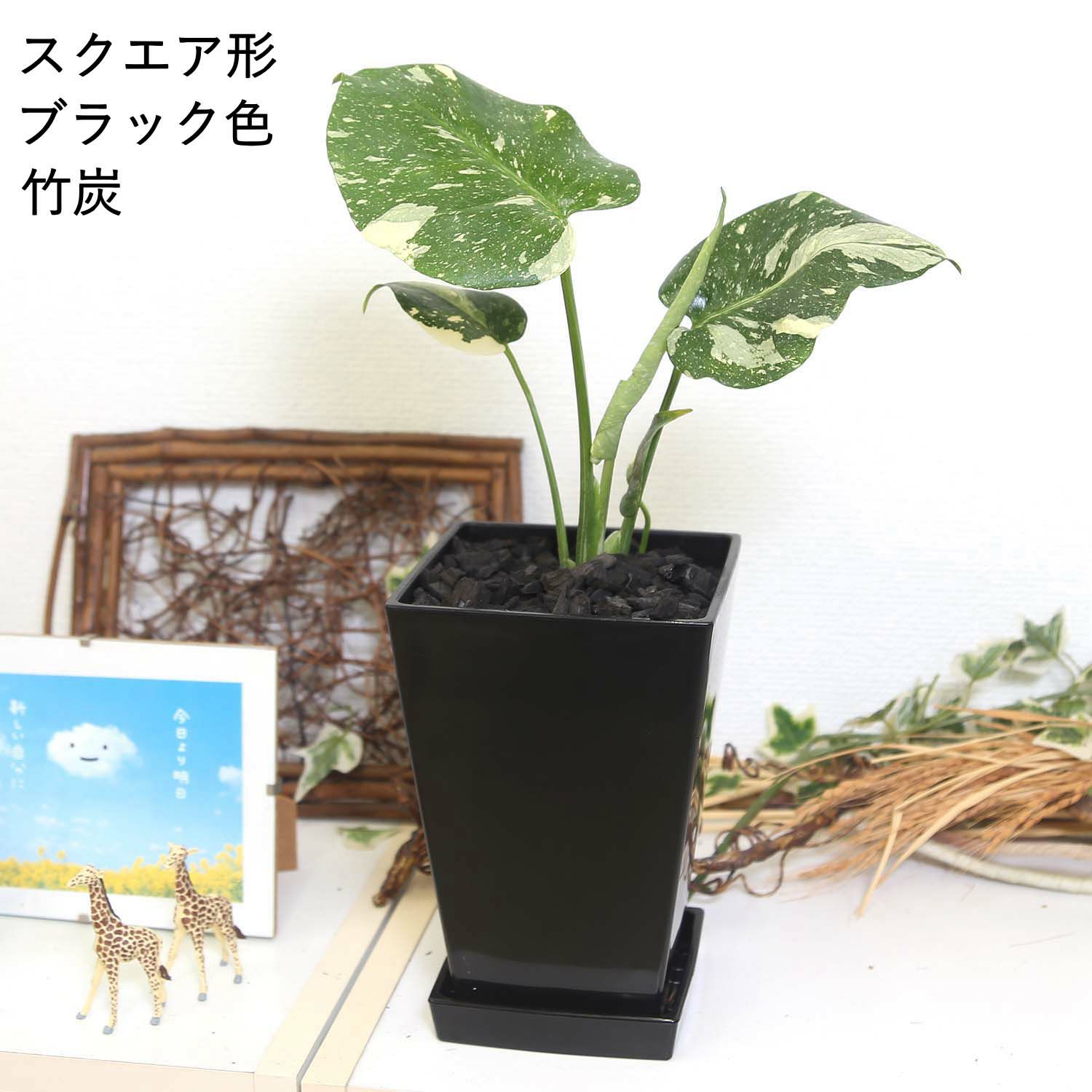 モンステラ・タイコンステレーション 5号