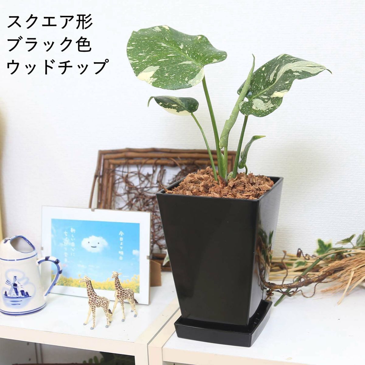 モンステラ・タイコンステレーション 5号