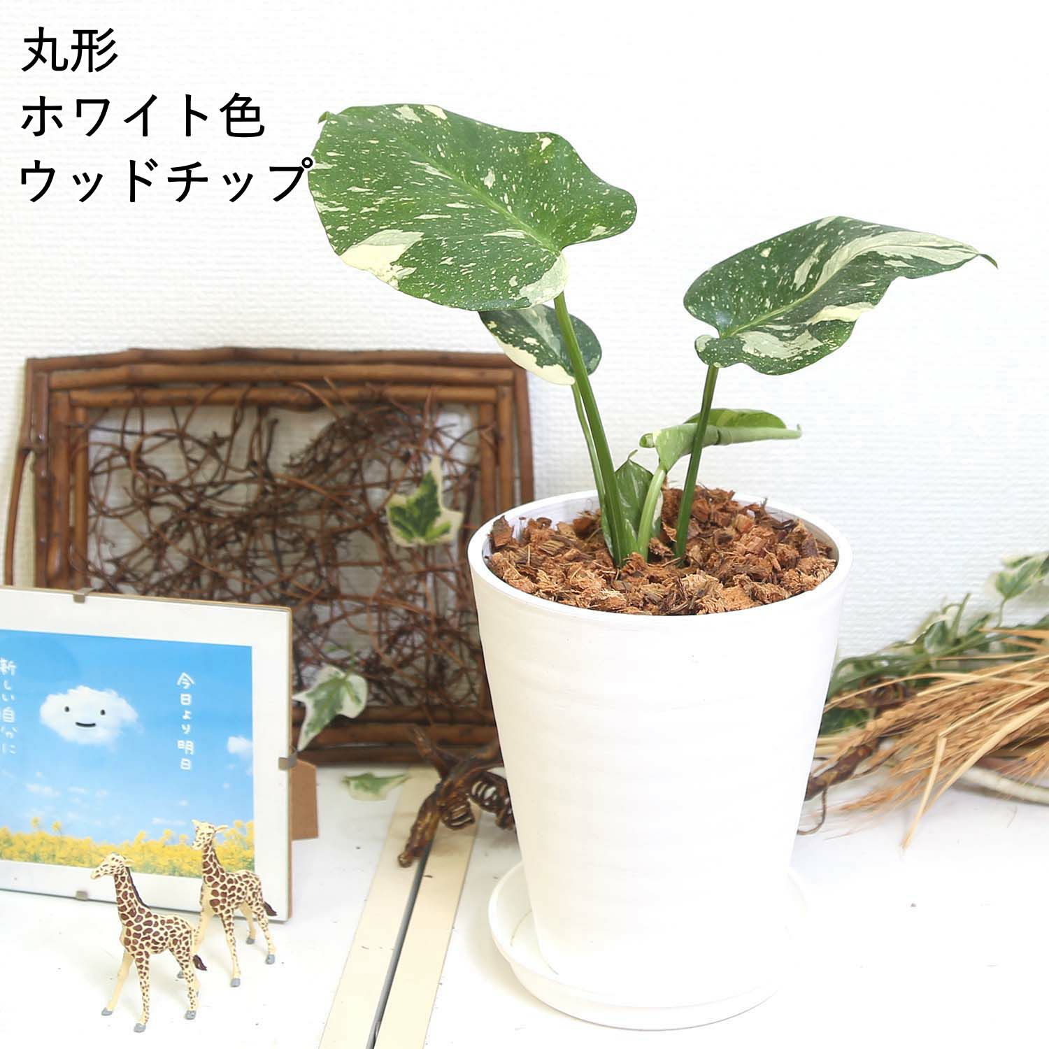 モンステラ・タイコンステレーション 5号