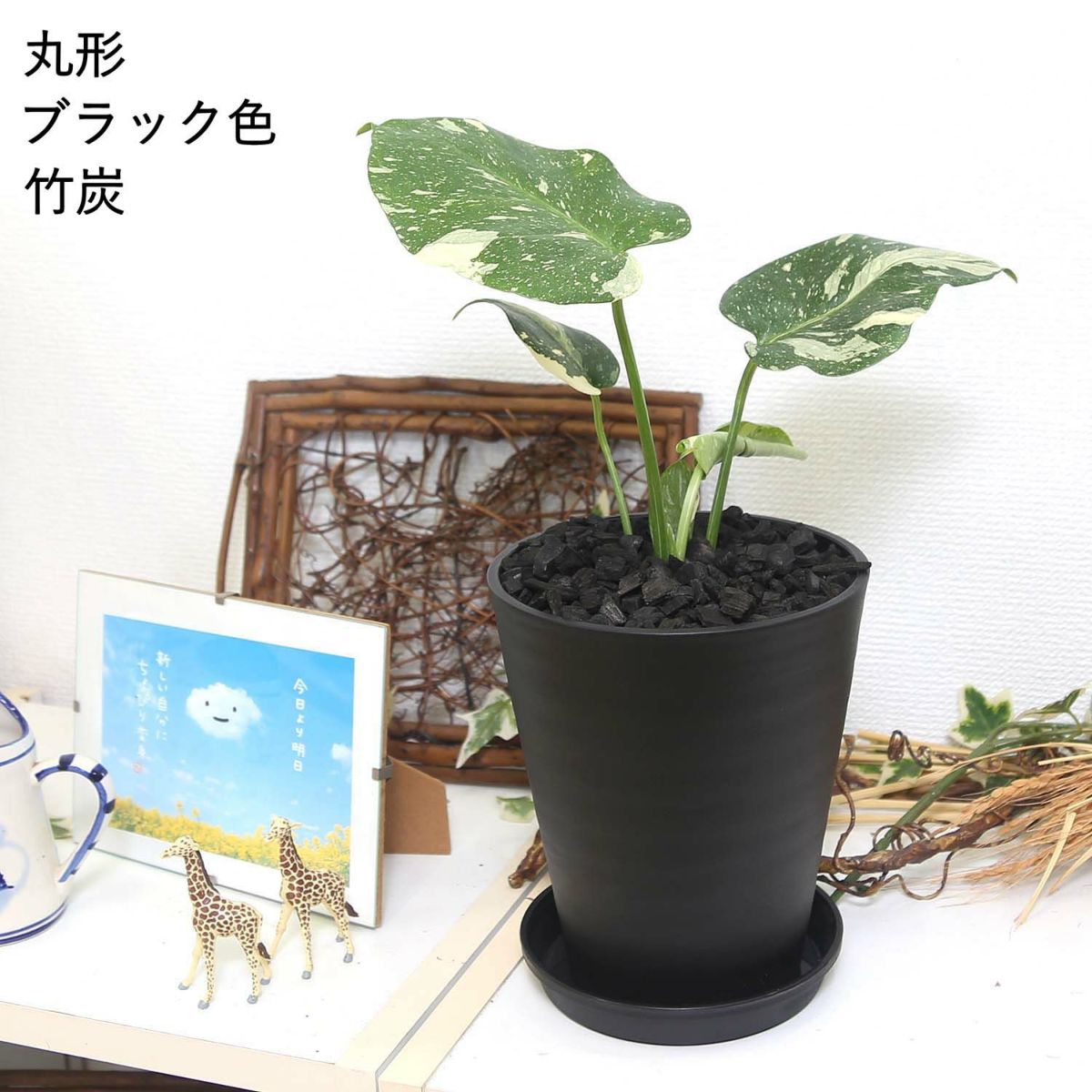 モンステラ・タイコンステレーション 5号