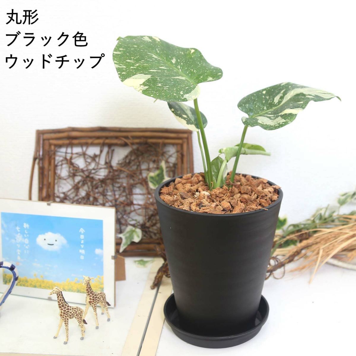 モンステラ・タイコンステレーション 5号