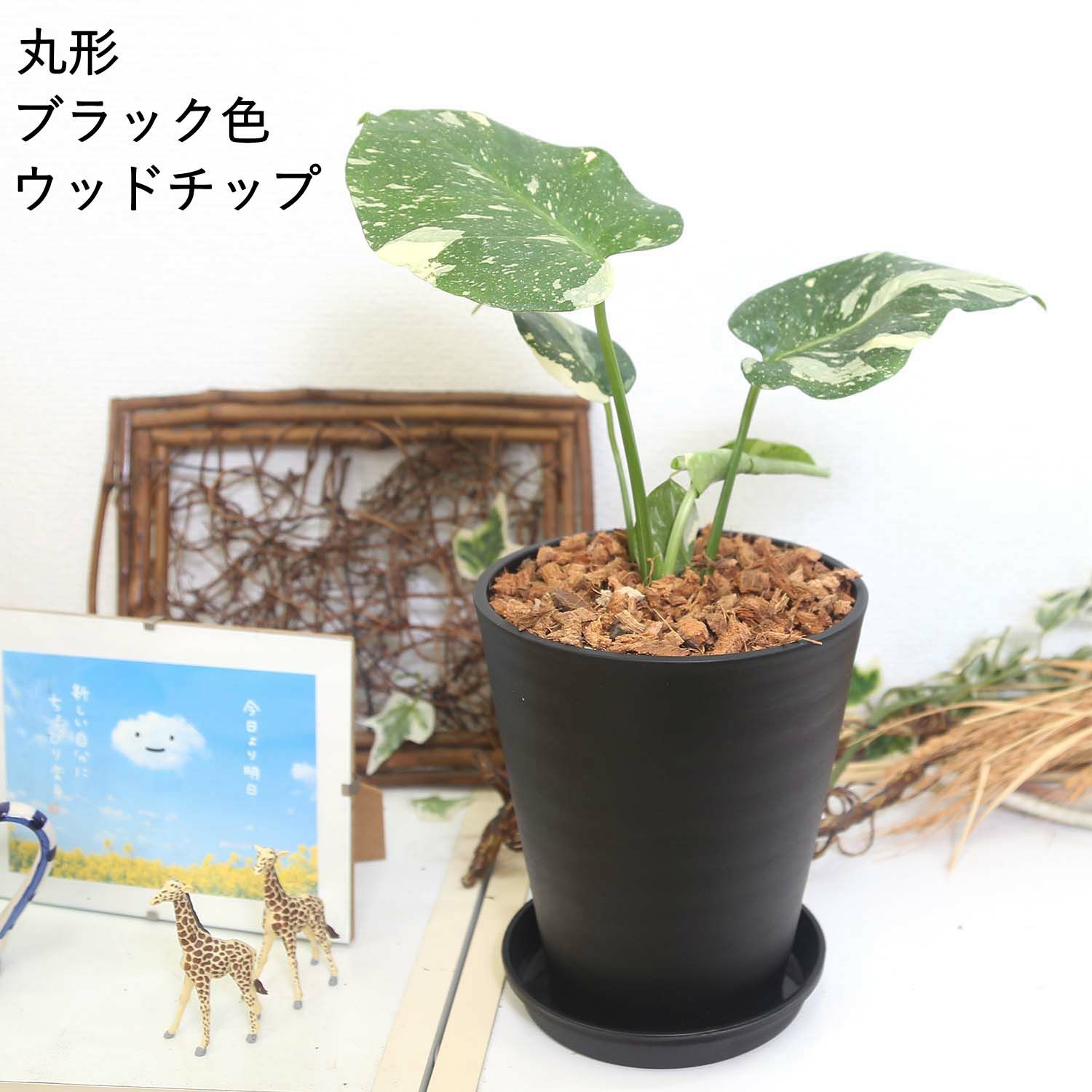 モンステラ・タイコンステレーション 5号