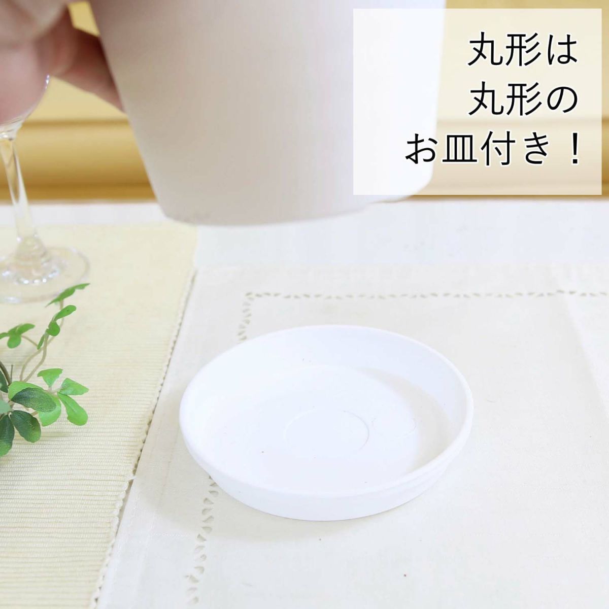 モンステラ・タイコンステレーション 5号