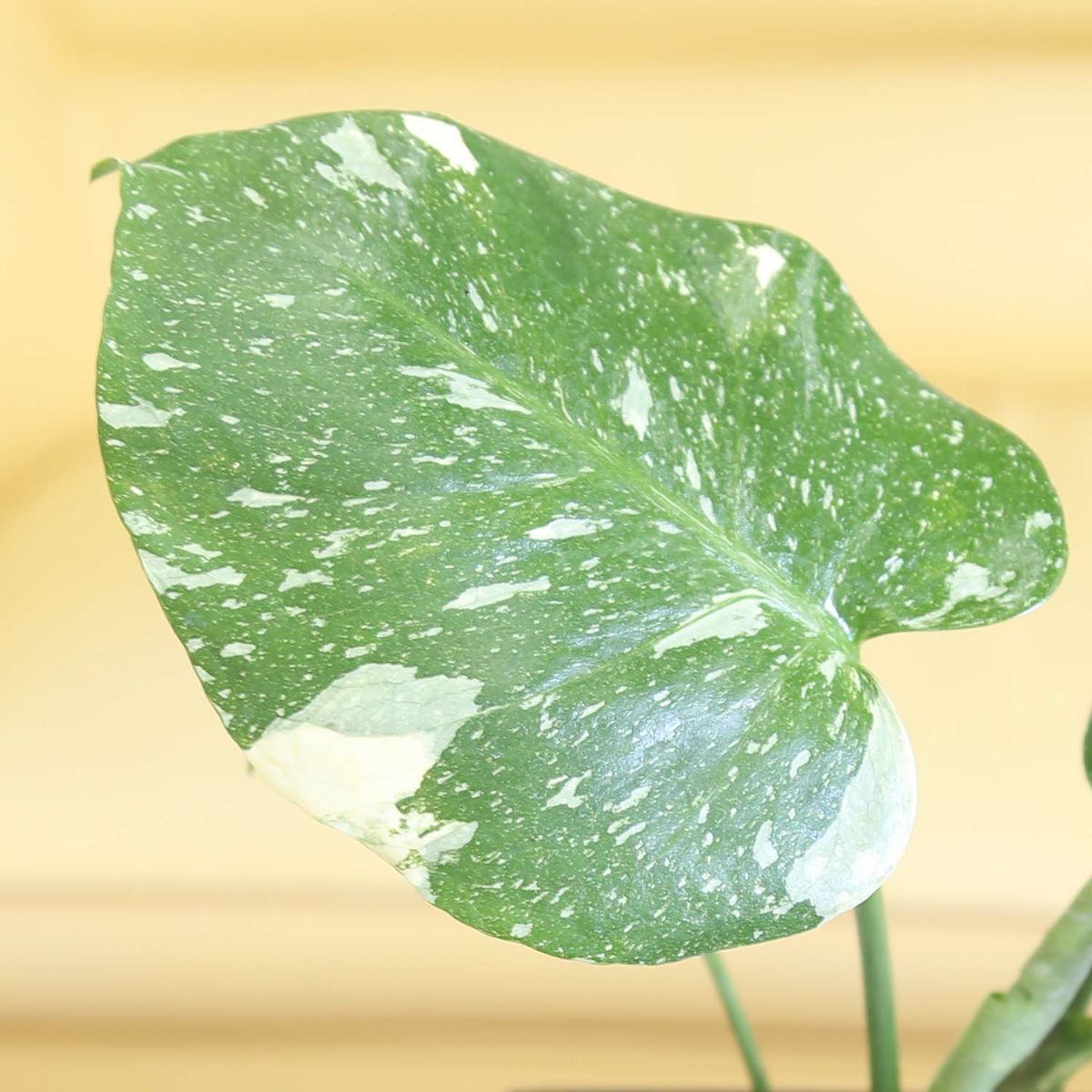 モンステラ・タイコンステレーション 5号