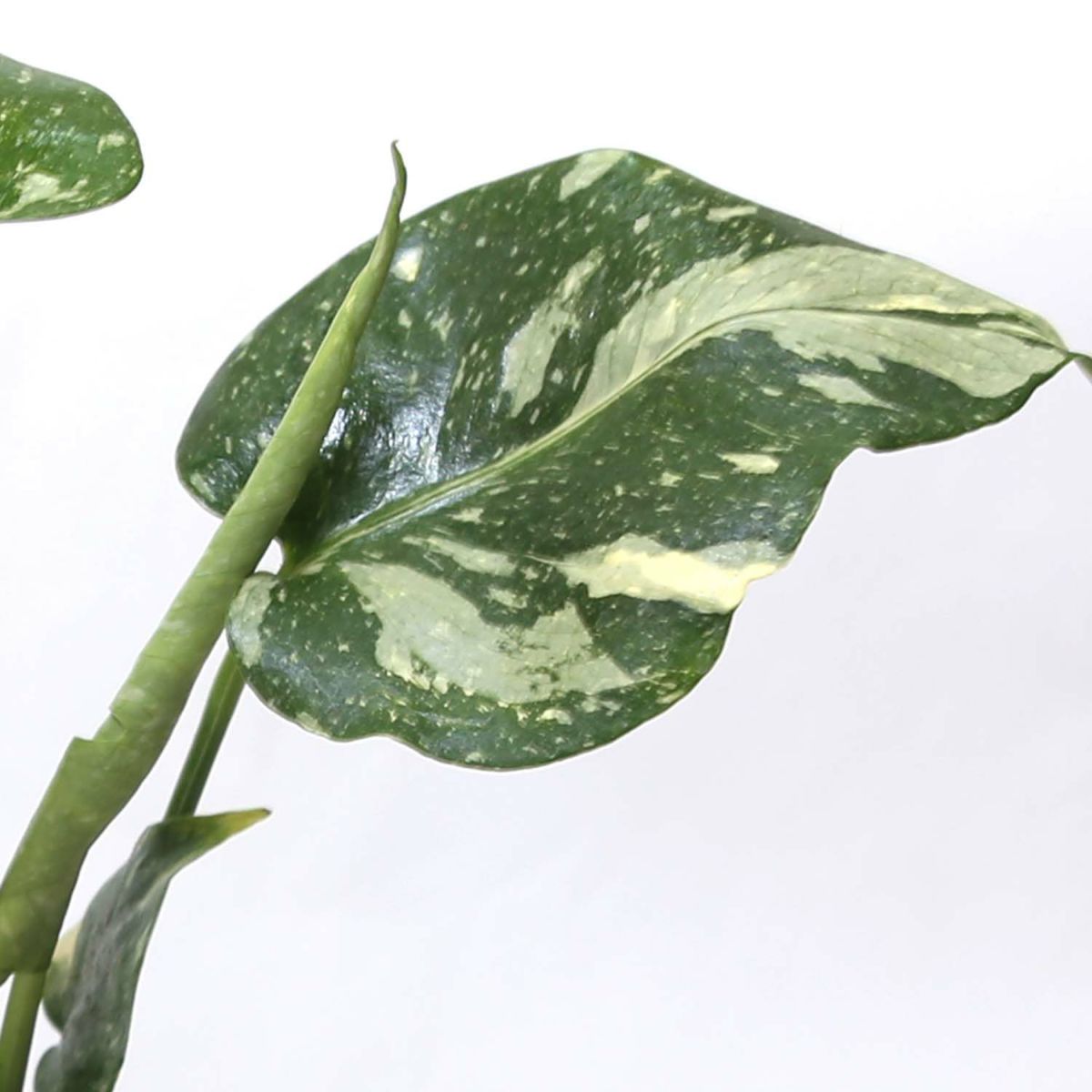 モンステラ・タイコンステレーション 5号