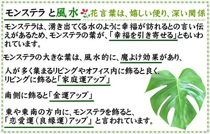 モンステラ・タイコンステレーション 5号