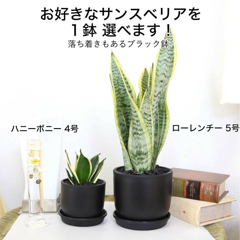 空気を浄化するといわれているサンスベリア・ブラックプラスチック鉢 