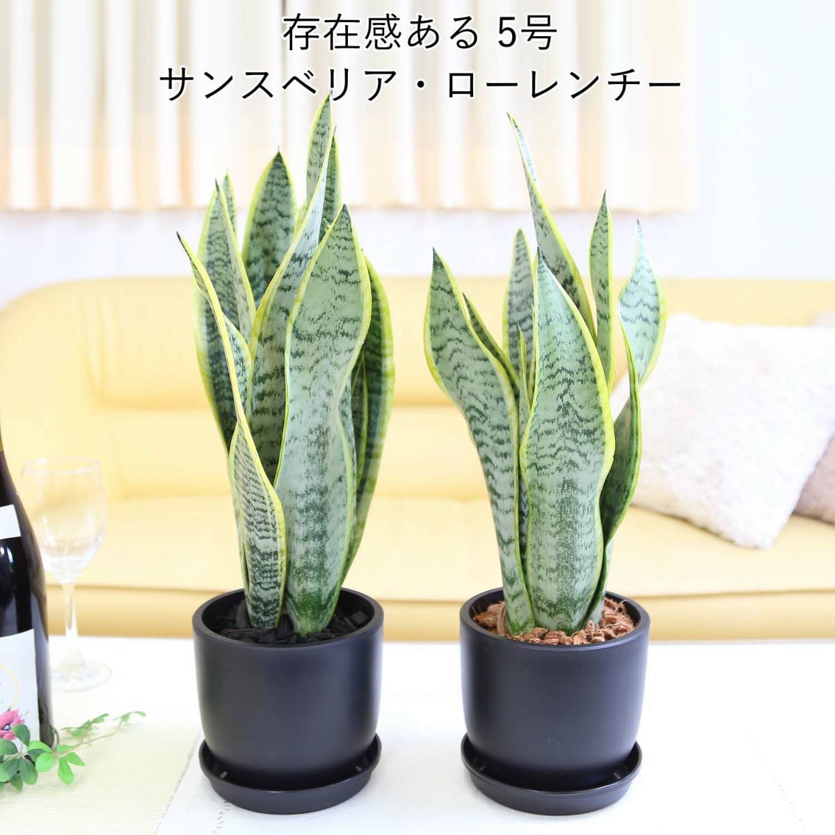 空気を浄化するといわれているサンスベリア・ブラックプラスチック鉢 