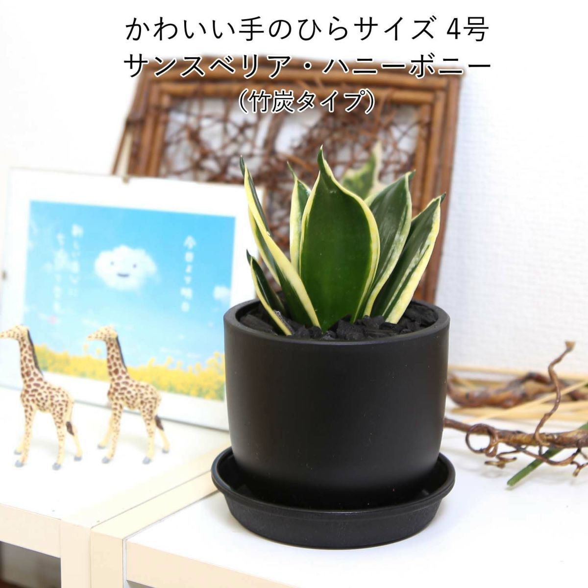 空気を浄化するといわれているサンスベリア・ブラックプラスチック鉢 