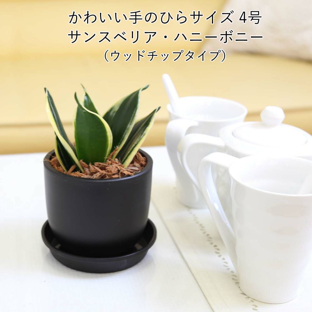 空気を浄化するといわれているサンスベリア・ブラックプラスチック鉢 