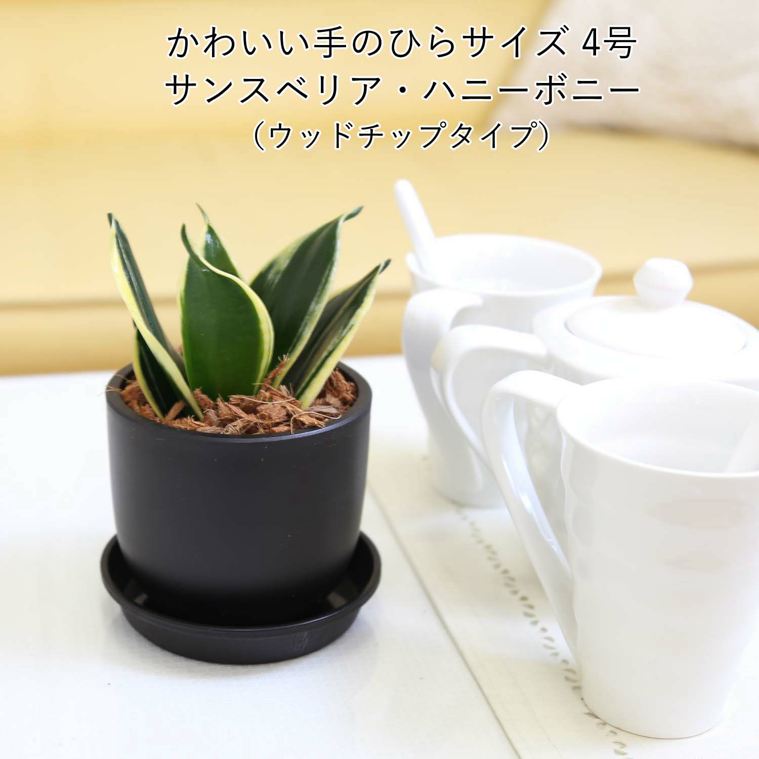空気を浄化するといわれているサンスベリア・ブラックプラスチック鉢 