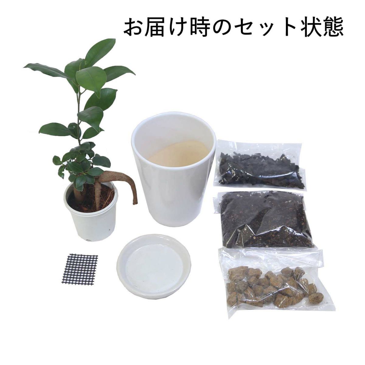 おもしろい樹形のガジュマル 4号 プチ栽培セット 