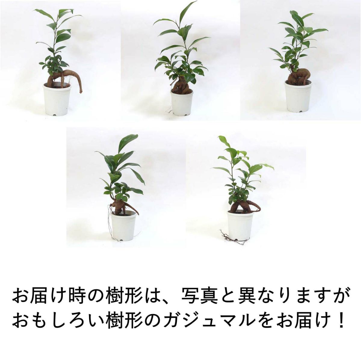おもしろい樹形のガジュマル 4号 プチ栽培セット 