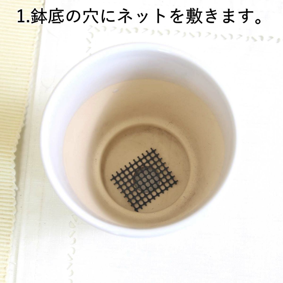 おもしろい樹形のガジュマル 4号 プチ栽培セット 