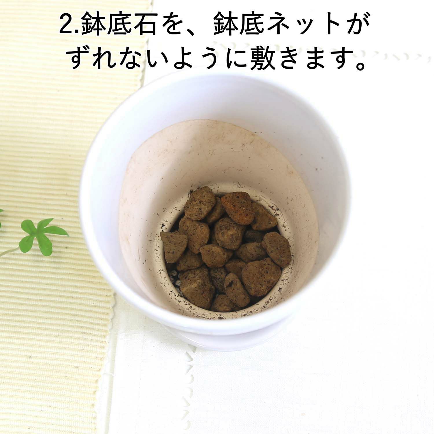 おもしろい樹形のガジュマル 4号 プチ栽培セット 