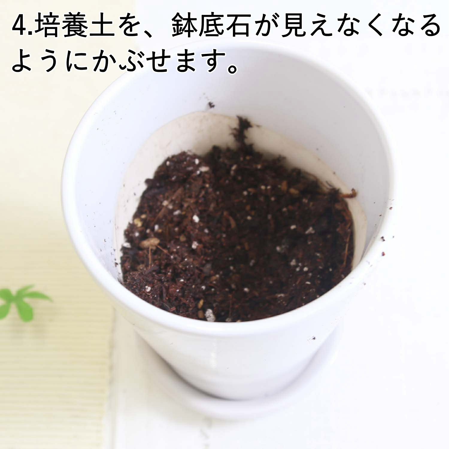 おもしろい樹形のガジュマル 4号 プチ栽培セット 