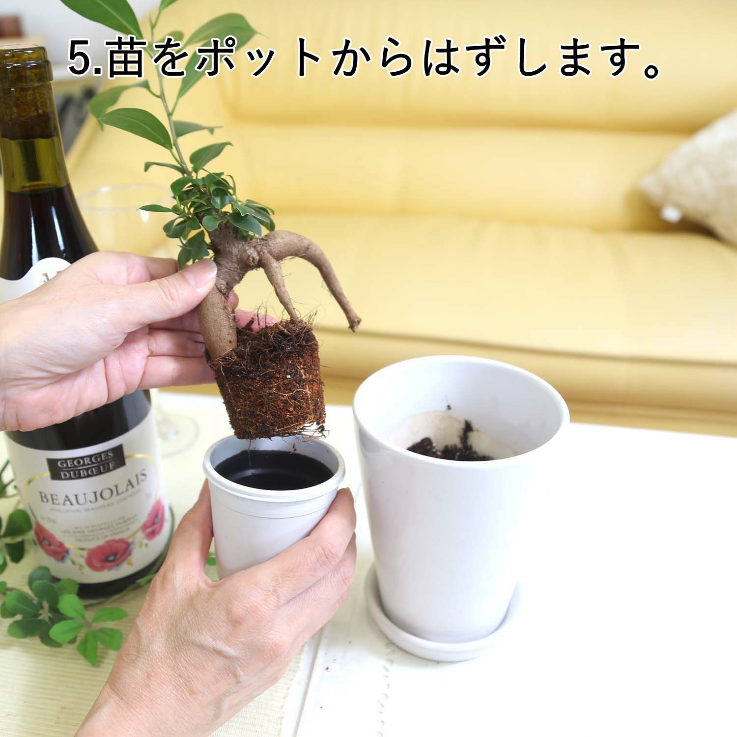 おもしろい樹形のガジュマル 4号 プチ栽培セット 