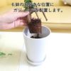 おもしろい樹形のガジュマル 4号 プチ栽培セット 
