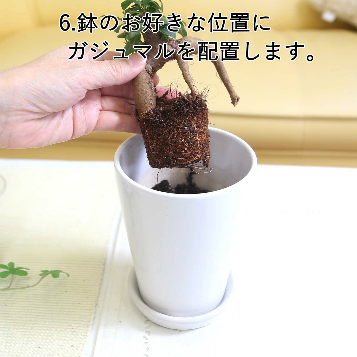 おもしろい樹形のガジュマル 4号 プチ栽培セット 
