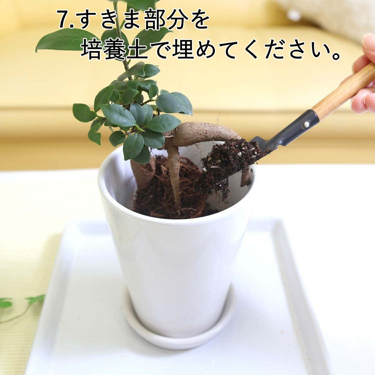 おもしろい樹形のガジュマル 4号 プチ栽培セット 