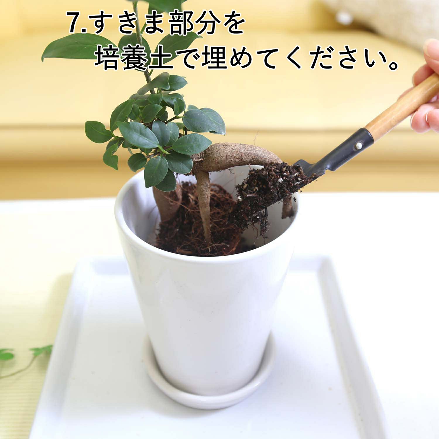 おもしろい樹形のガジュマル 4号 プチ栽培セット 