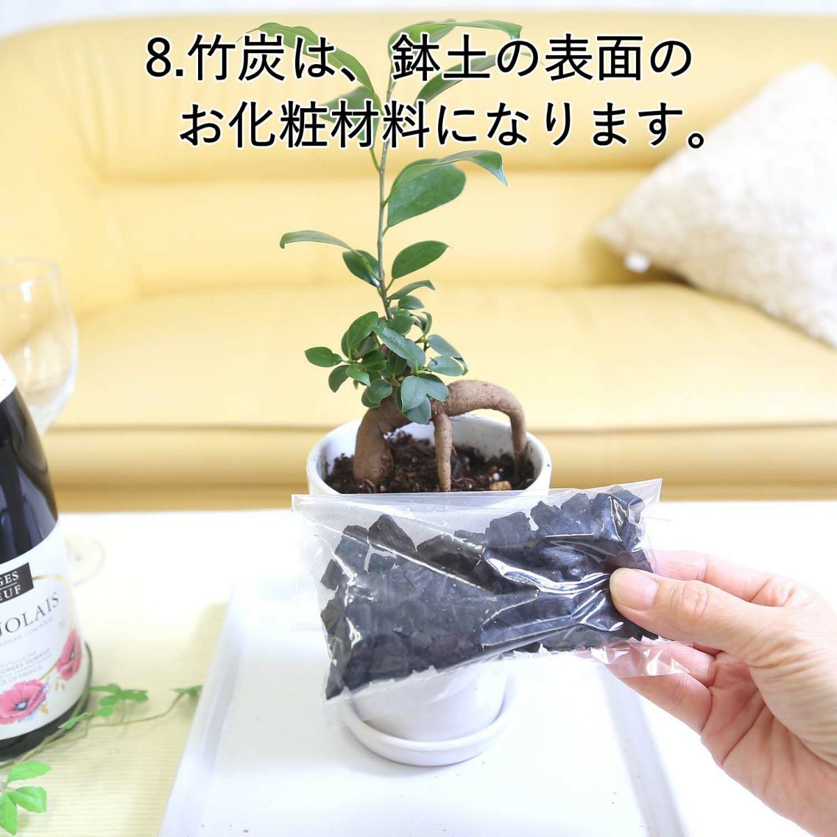 おもしろい樹形のガジュマル 4号 プチ栽培セット 